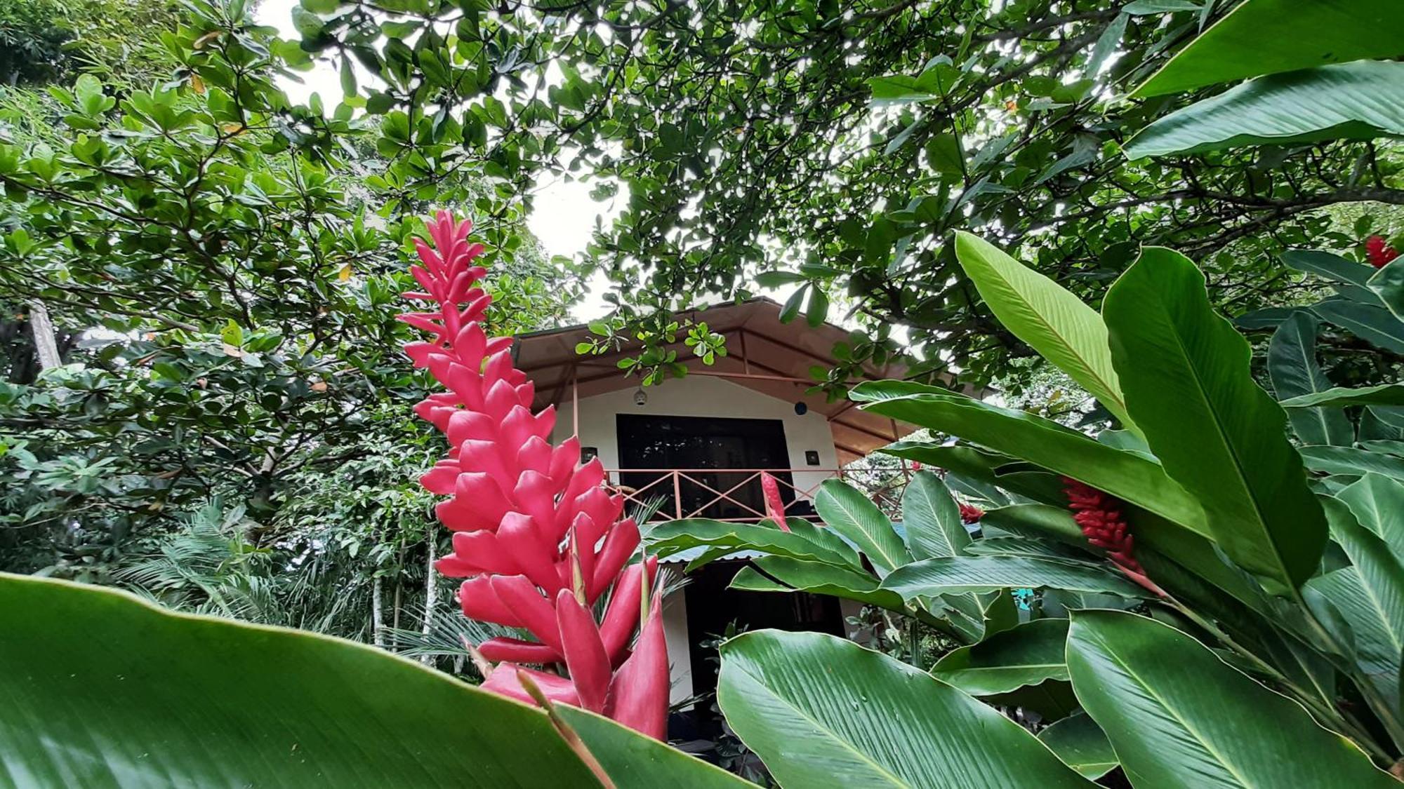 Casa Martina Lejlighed Cahuita Eksteriør billede